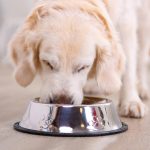 Четвероногий Гурман: консервы для собак, которые любят ваши питомцы